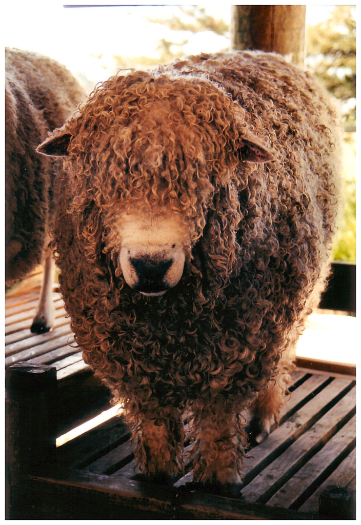 06 - New-Zealand (10).jpg